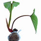 Philodendron plowmanii (seedling)