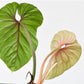 Philodendron plowmanii (seedling)
