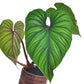 Philodendron plowmanii (seedling)