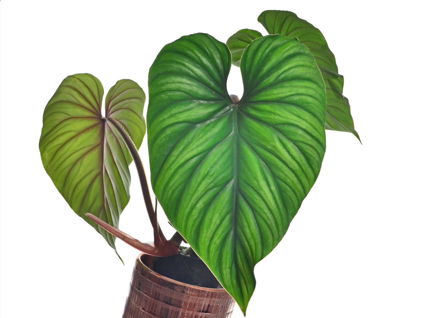 Philodendron plowmanii (seedling)