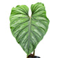 Philodendron plowmanii (seedling)