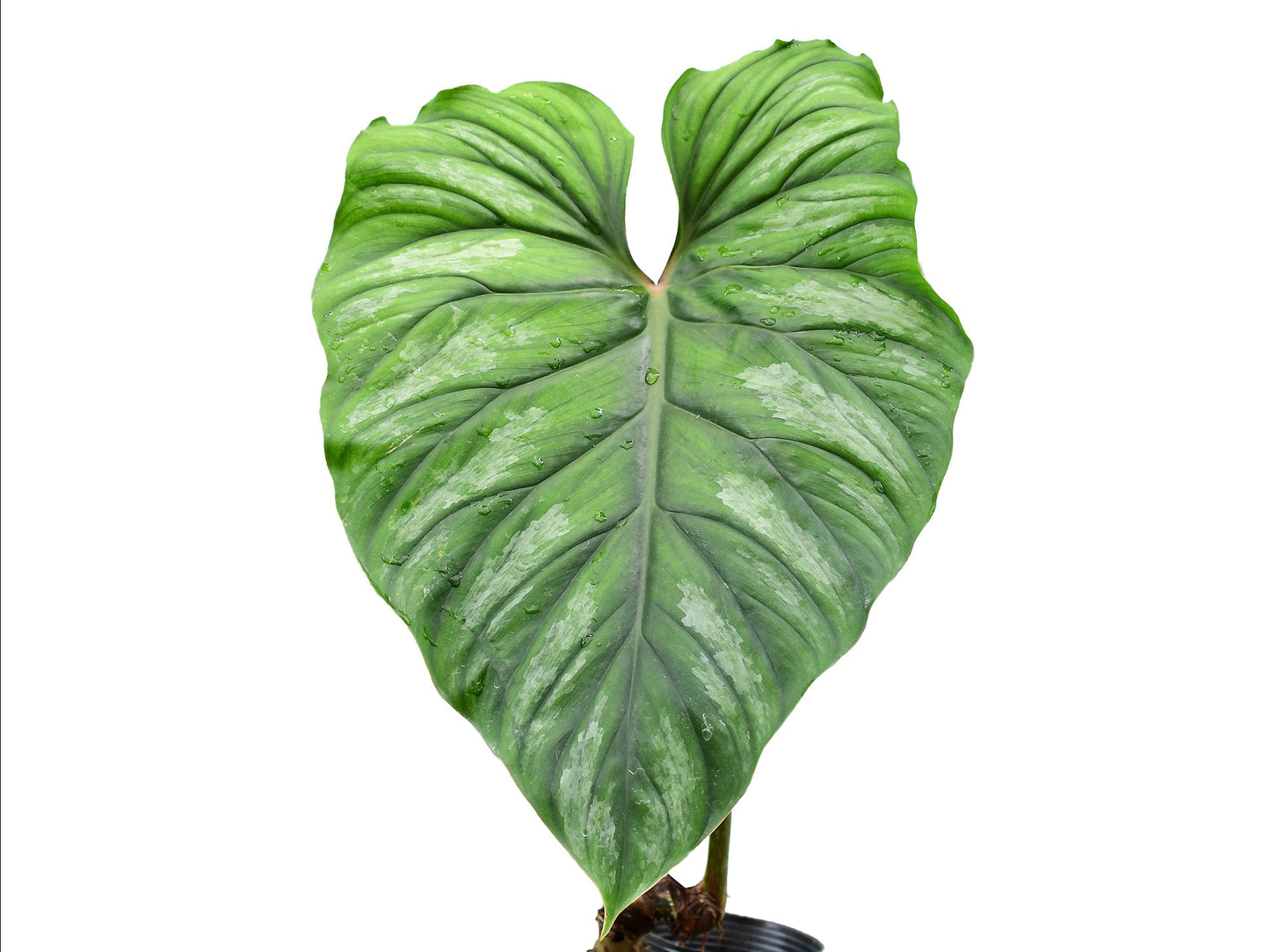 Philodendron plowmanii (seedling)