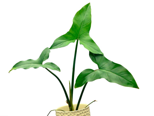 Philodendron sagittifolium