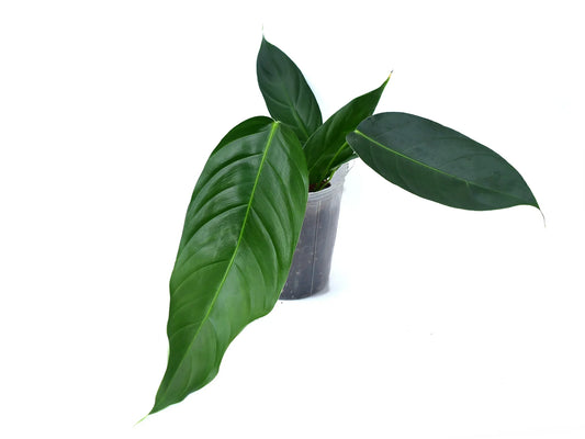 Philodendron scherberichii Ecuagenera x Philodendron patriciae (seedling)