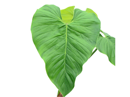 Philodendron smithii asperum