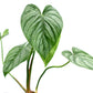 Philodendron sodiroi aff