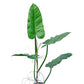 Philodendron subhastatum