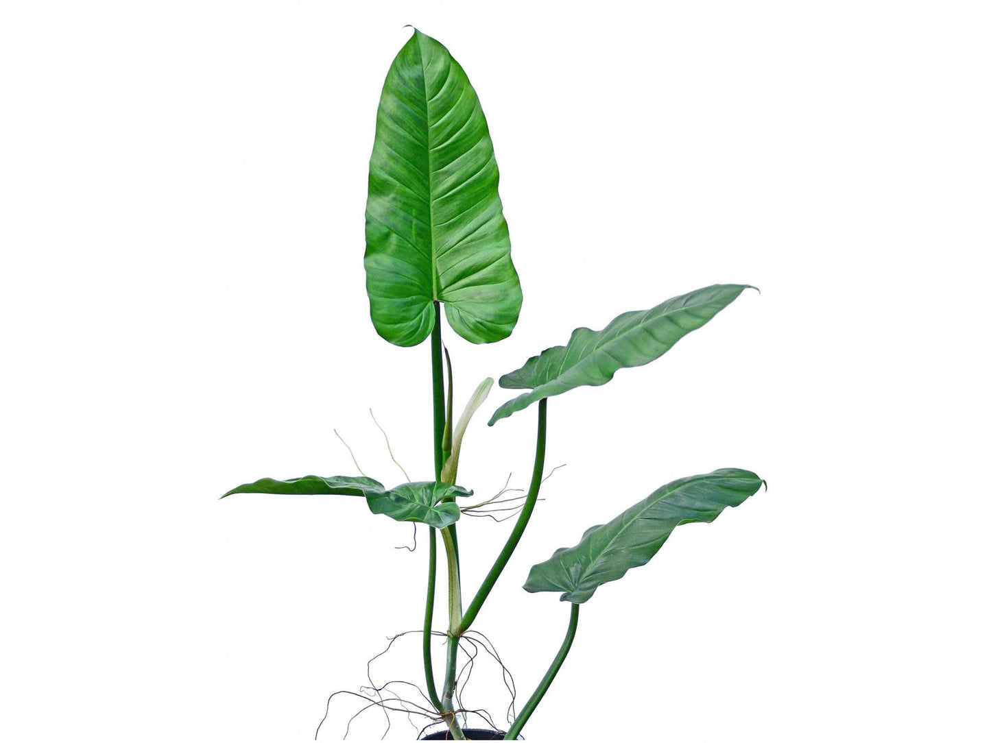 Philodendron subhastatum