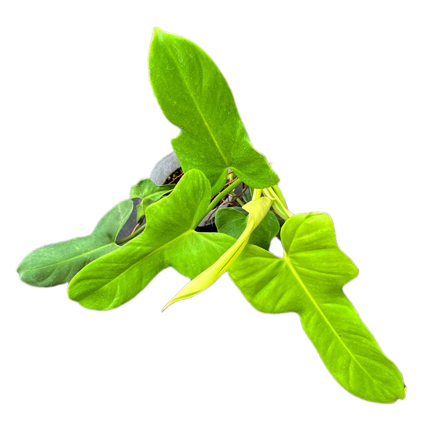 Philodendron bipennifolium 'Gold Violin'