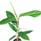 Philodendron bonifaziae