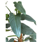Philodendron hastatum Silver Sword