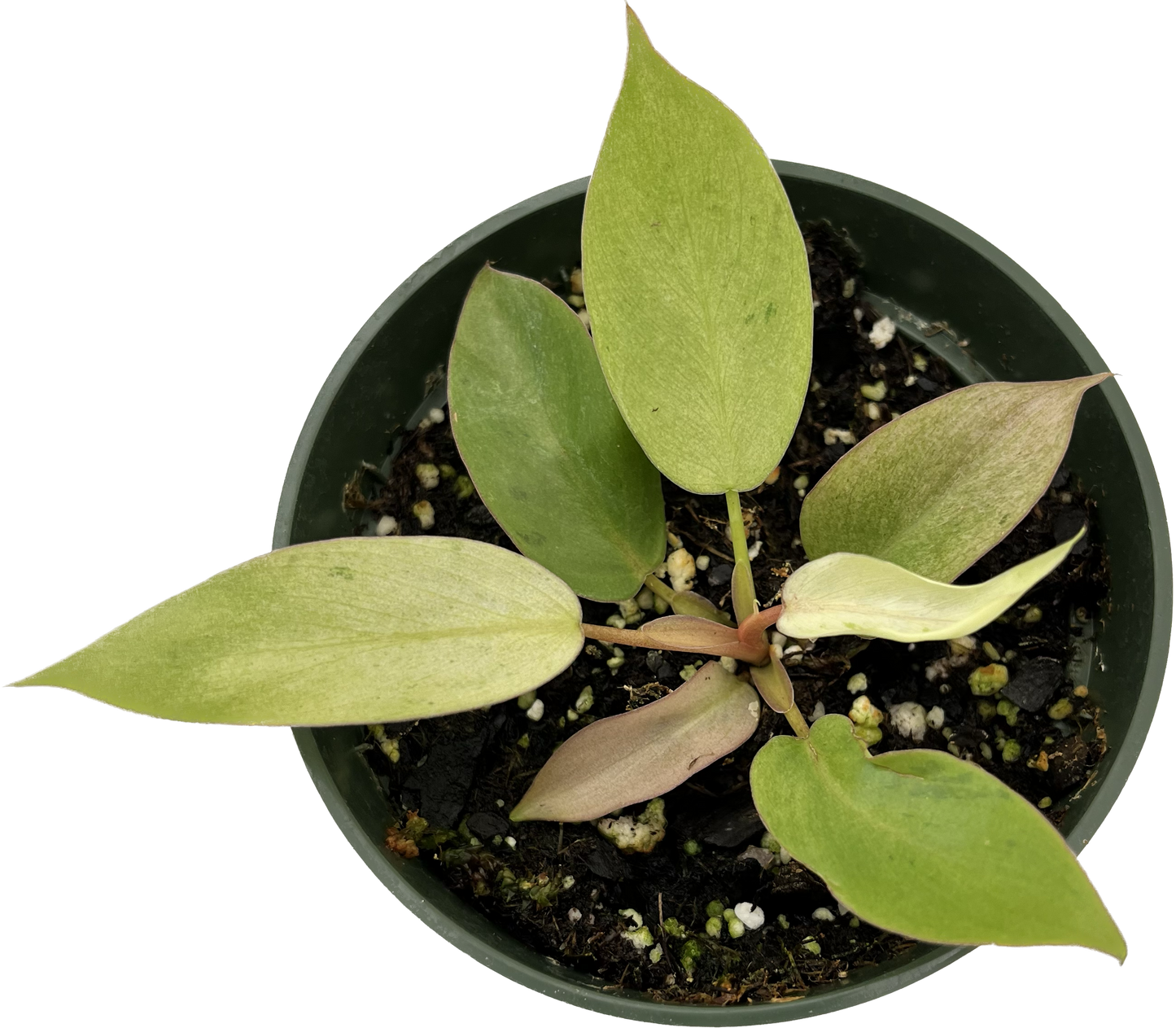 Philodendron Snowdrift (seedling)