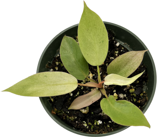 Philodendron Snowdrift (seedling)