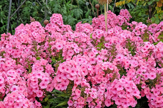 100 PINK DRUMMOND PHLOX Phlox Drummondii Flower Seeds