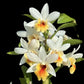Orchid Stuff Plus Gift Card