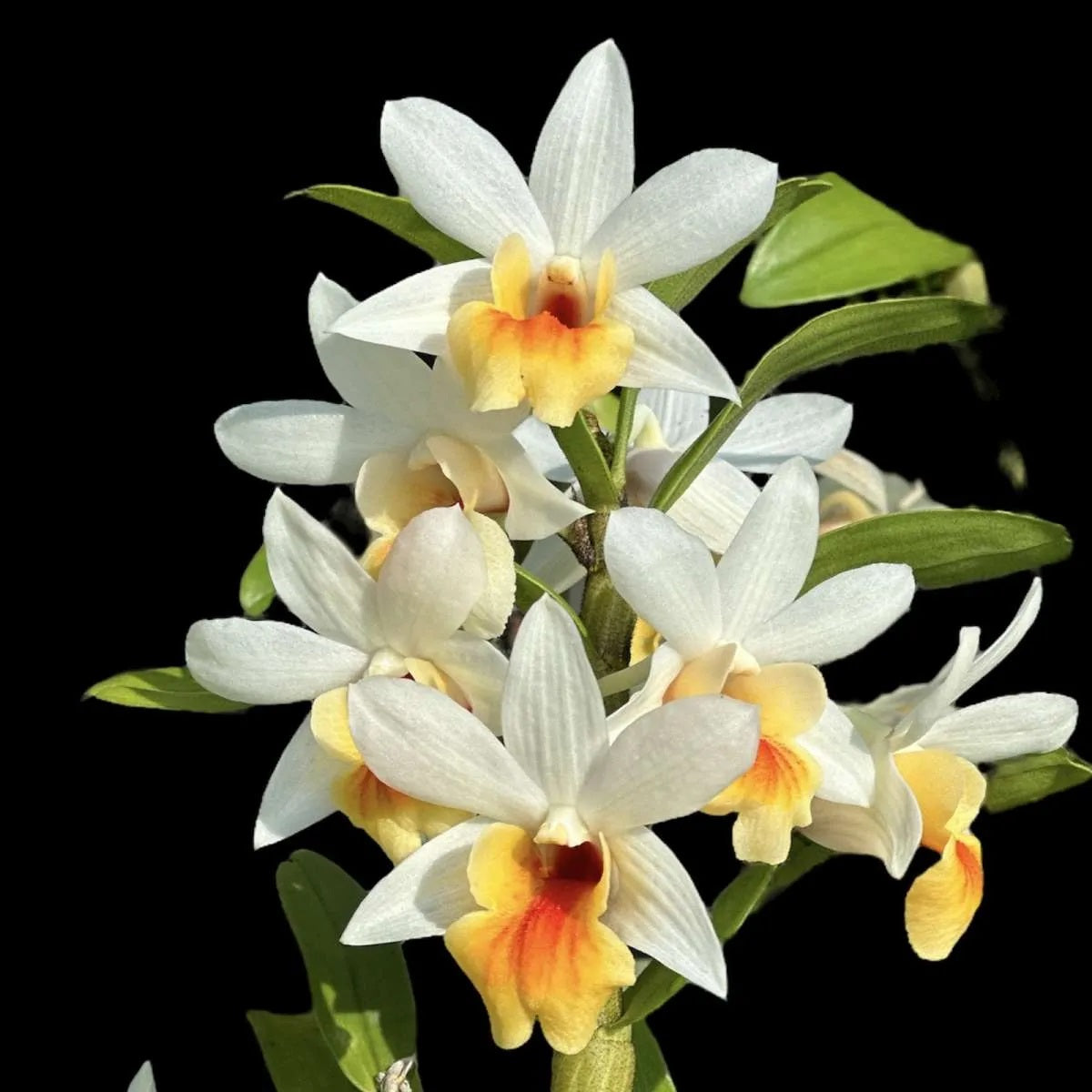 Orchid Stuff Plus Gift Card