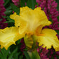 Picasso Moon Bearded Iris Quart Container