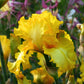Picasso Moon Bearded Iris Quart Container
