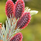 Grow Your Own CHRISTMAS TREE - Colorado Blue Spruce ( Picea Pungens Glauca ) Gift Packet of Tree Seeds