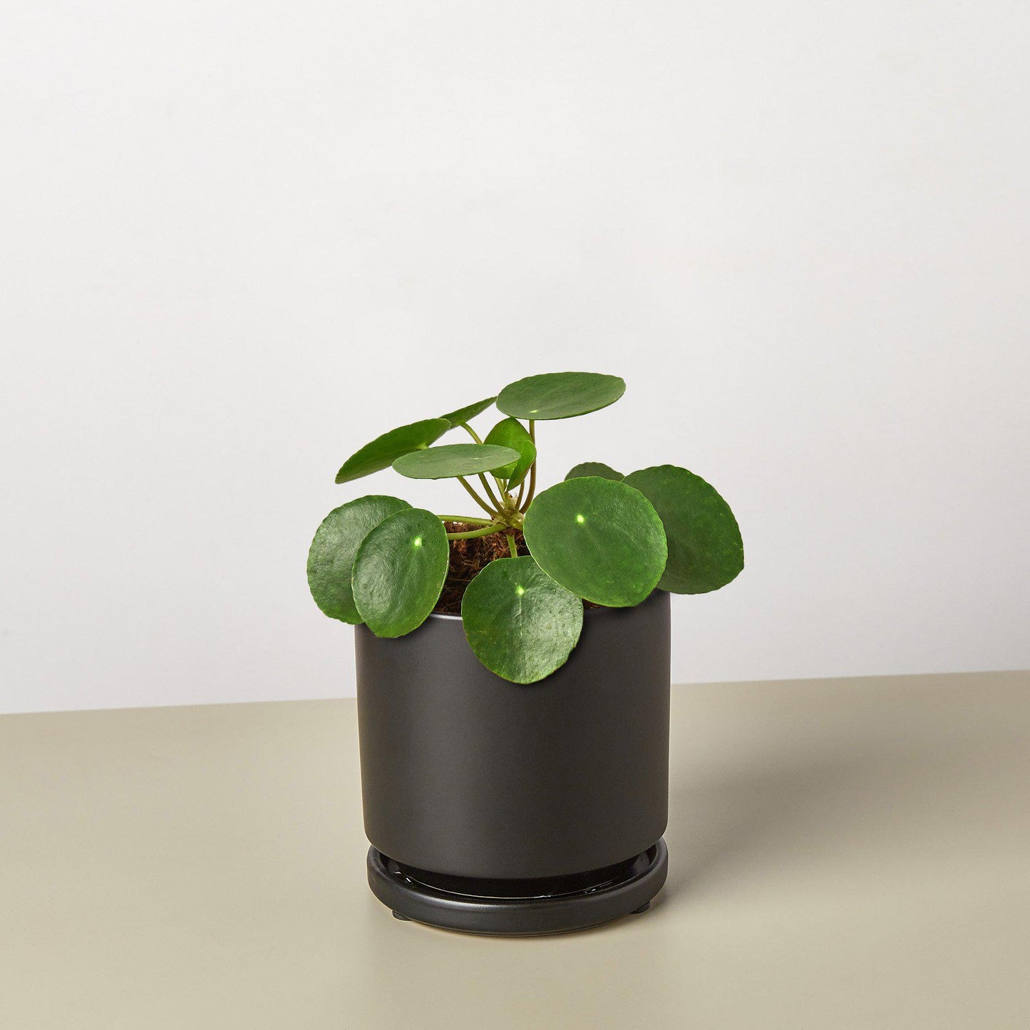 Pilea Peperomioides 'Chinese Money Plant' - Each of its lily pad like leaves float on dainty looking stems that will bob around independently in a gentle breeze.
