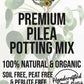 Pilea Premium Potting Mix