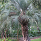Jelly Palm (Butia capitata)