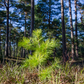 Plant a Tree for Earth Day 2026 - A Living Tribute