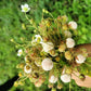 100 WHITE SOUL STRAWBERRY Fragaria Vesca Fruit Flower Berry Seeds