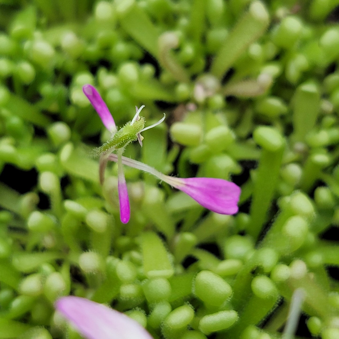 Pinguicula "Baby Medusa"