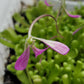 Pinguicula "Baby Medusa"