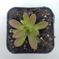 Pinguicula cv. 'BCP Crystal'