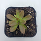 Pinguicula cv. 'BCP Crystal'