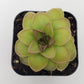 Pinguicula 'Hanka'
