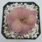 Pinguicula "Jellyfish"