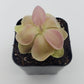 Pinguicula 'Kewensis'
