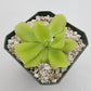 Pinguicula "Pecosita"
