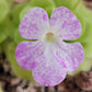 Pinguicula "Pecosita"
