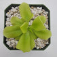 Pinguicula "Pecosita"