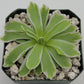Pinguicula "Snow Queen"