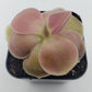 Pinguicula 'Weser'