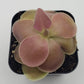 Pinguicula 'Weser'
