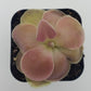 Pinguicula 'Weser'