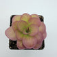 Pinguicula 'Weser' x agnata 'El Lobo'
