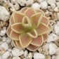 Pinguicula "Yucca Do 1713"