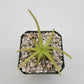 Pinguicula gypsicola x moctezumae