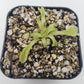 Pinguicula acuminata
