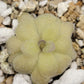 Pinguicula agnata "True Blue" x hemiepiphytica