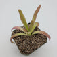 Pinguicula 'Aphrodite'