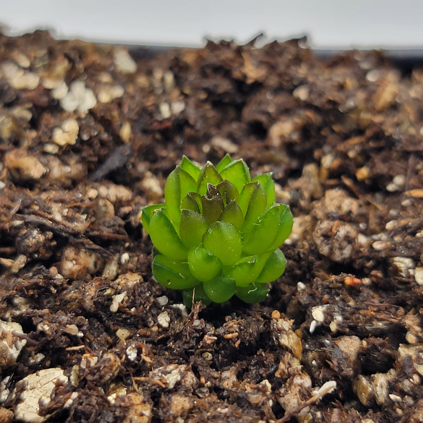 Pinguicula calderoniae {llano del conejo, San Luis Potosi}