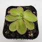 Pinguicula emarginata